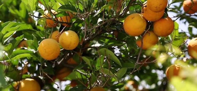 世界十大最贵水果(世界上最贵的水果前十名) 7 世界十大最贵水果(世界上最贵的水果前十名) 7