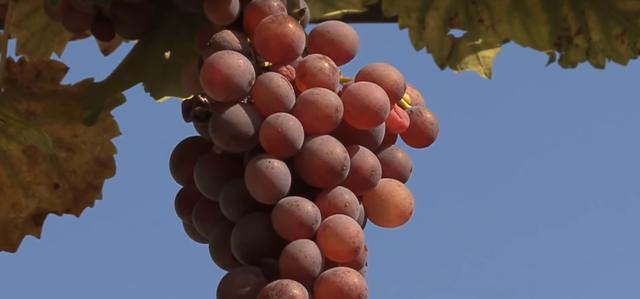 世界十大最贵水果(世界上最贵的水果前十名) 5 世界十大最贵水果(世界上最贵的水果前十名) 5