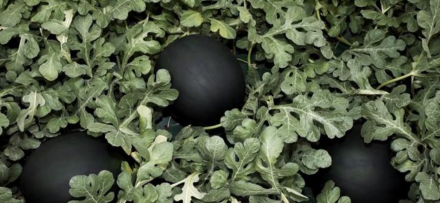 世界十大最贵水果(世界上最贵的水果前十名) 4 世界十大最贵水果(世界上最贵的水果前十名) 4