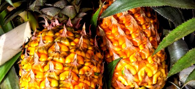 世界十大最贵水果(世界上最贵的水果前十名) 8 世界十大最贵水果(世界上最贵的水果前十名) 8