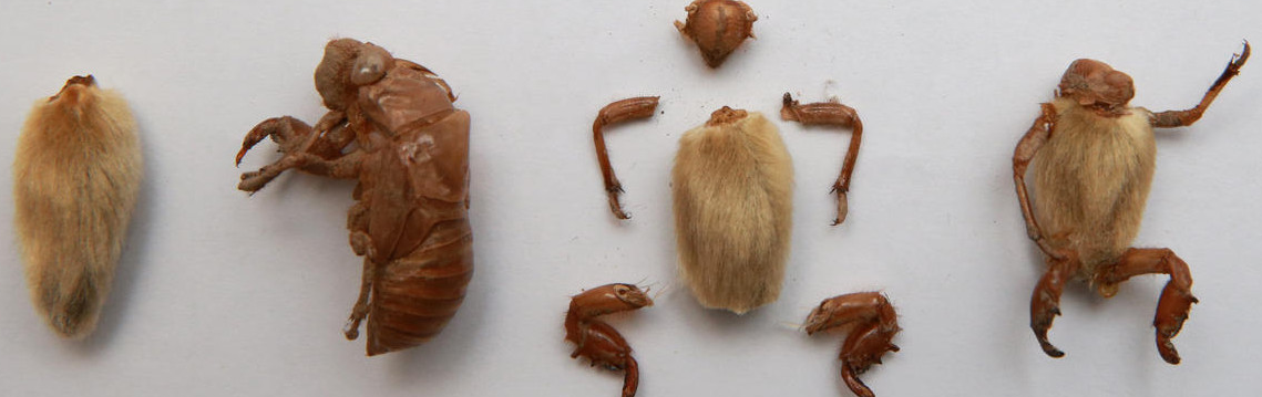 毛猴能通过专利保护吗？