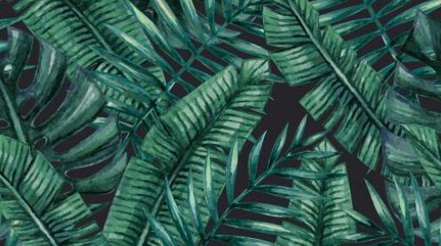 棕榈叶商标注册属于哪一类?